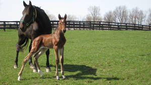 Spring Foal