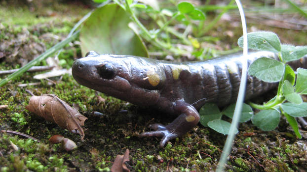 Yellow Spotted Salamander 2