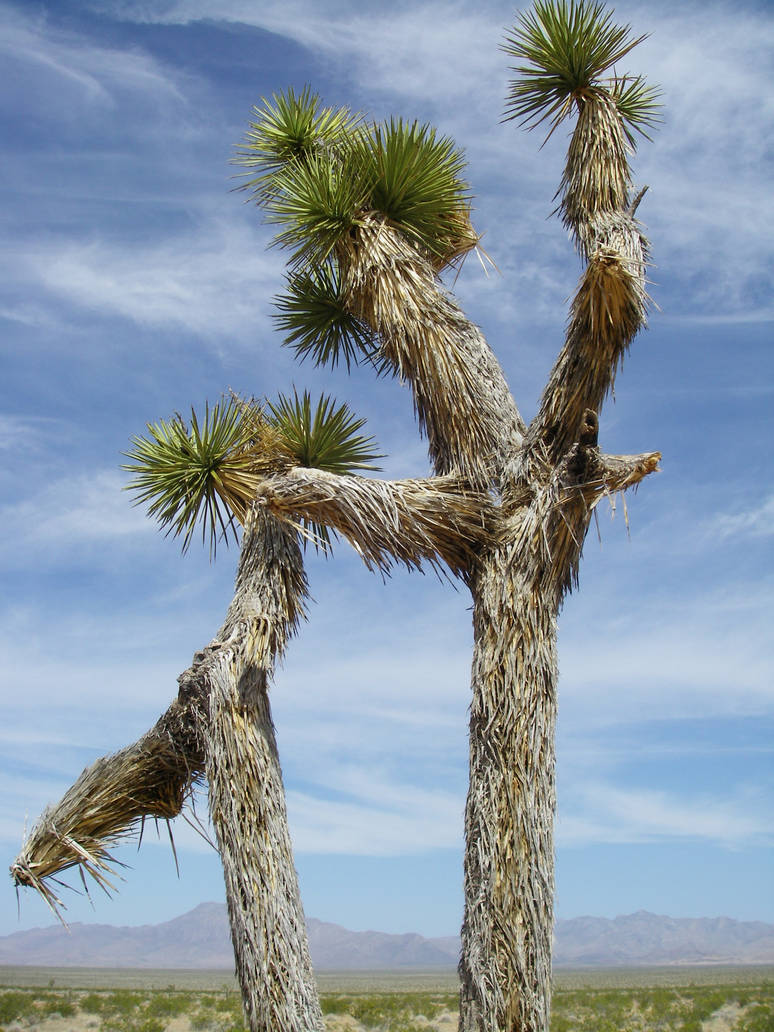 Cactus-Like Tree- Upshot by archambers on DeviantArt