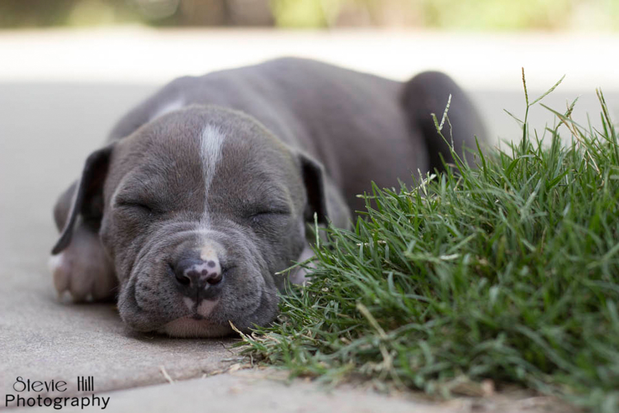 Sleepy Puppy