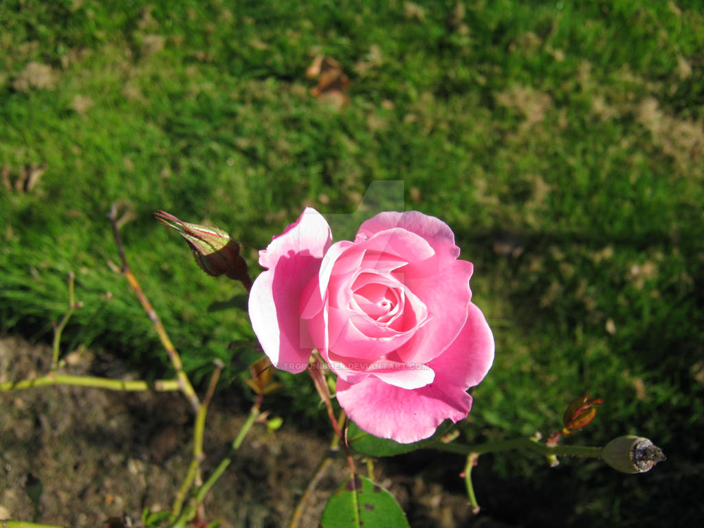 Pink Rpze Pink Rose 1 by Trgpunisher on DeviantArt