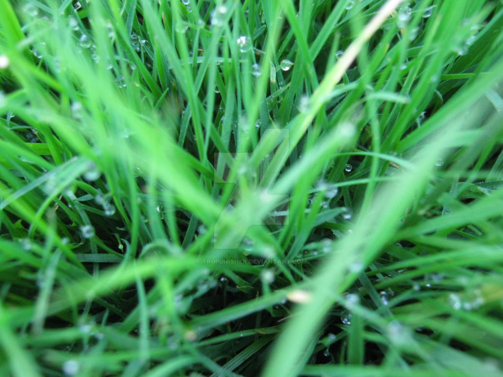 Dew Drops On The Grass 2 by Trgpunisher on DeviantArt