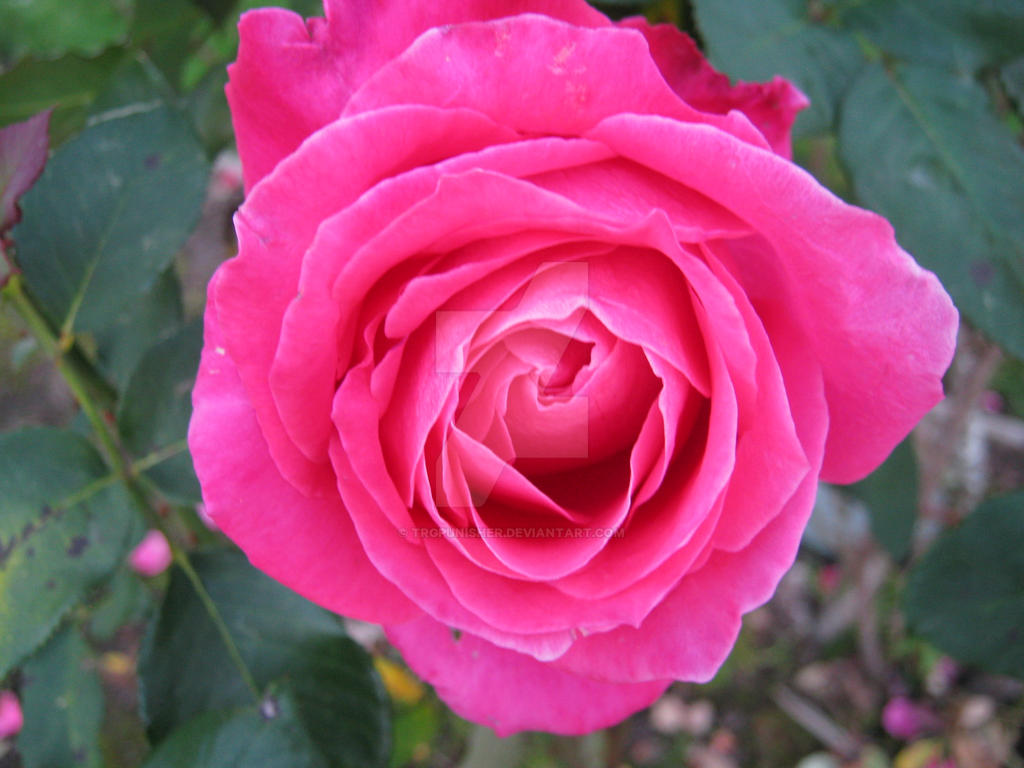 Pink Rpze Pink Rose 8 by Trgpunisher on DeviantArt
