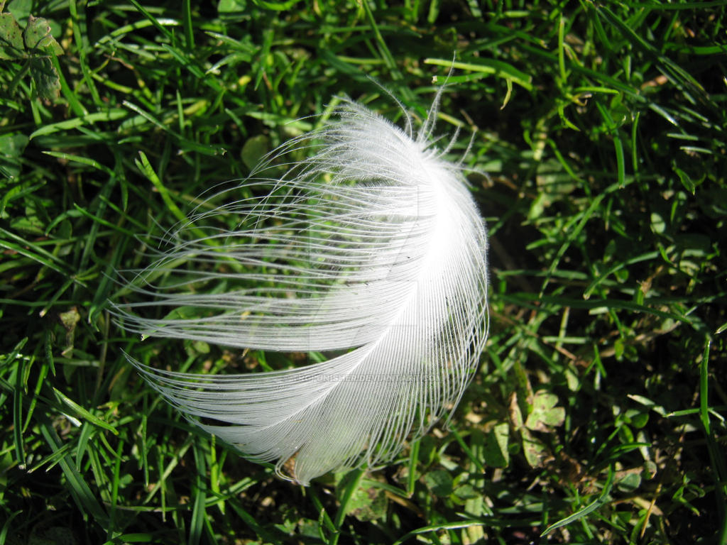 Feather Up Close 2 by Trgpunisher on DeviantArt