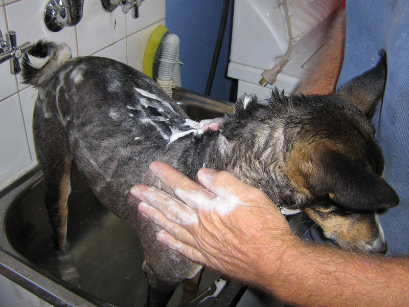 dog with shampoo