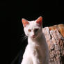 Stock Animal - White Cat 1