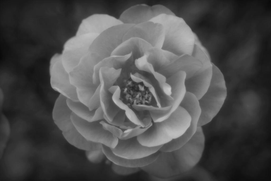 A Rose is a Rose by ncphotojunkie on DeviantArt A Rose is a Rose by ncphotojunkie on DeviantArt