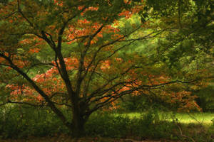 A Hint Of Autumn by ncphotojunkie