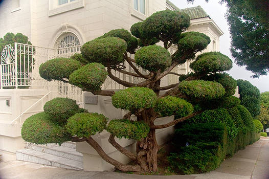 Japanese-tree 1