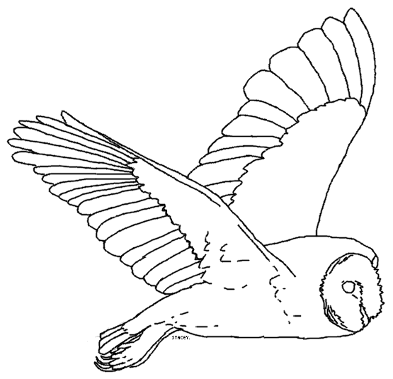 Barn Owl Lineart 1