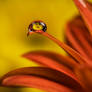 Flower in a Drop