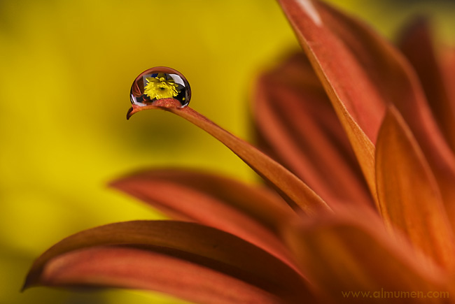 Flower in a Drop