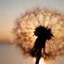 Dandelion Sunset