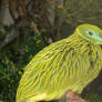 green bird
