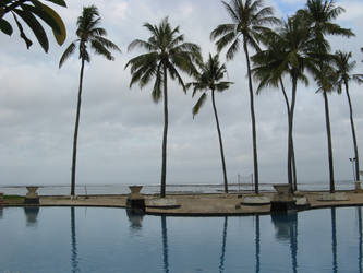 Bali palms