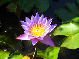 water lily bali