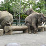 sitting elephant