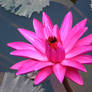water lily 0058