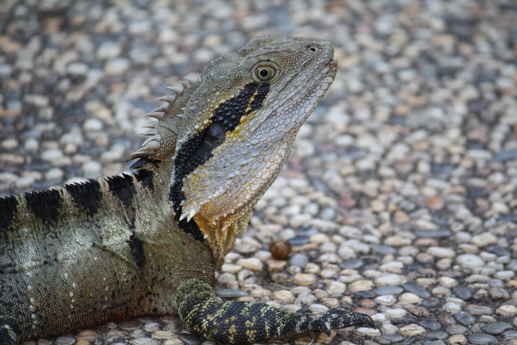 Water Dragon 0845