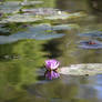 Water lily 0782
