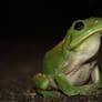 Green Frog 1657