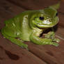 frog 2231
