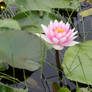 Water lily 2714