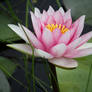 Water lily 2675