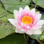 Water lily 3431