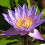 Water lily 1911