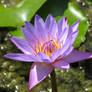 Water lily 1914
