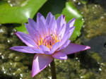 Water lily 1914 by fa-stock