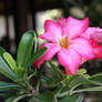 Pink flower 6520