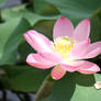 Lotus flower 6743