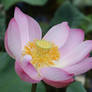 Lotus Flower 9584