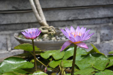 water lilly 1086