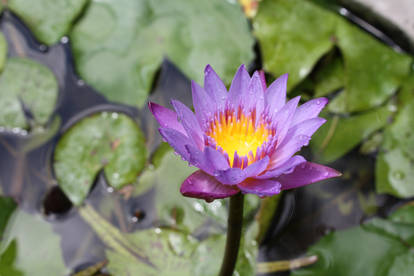 Water lilly 1092