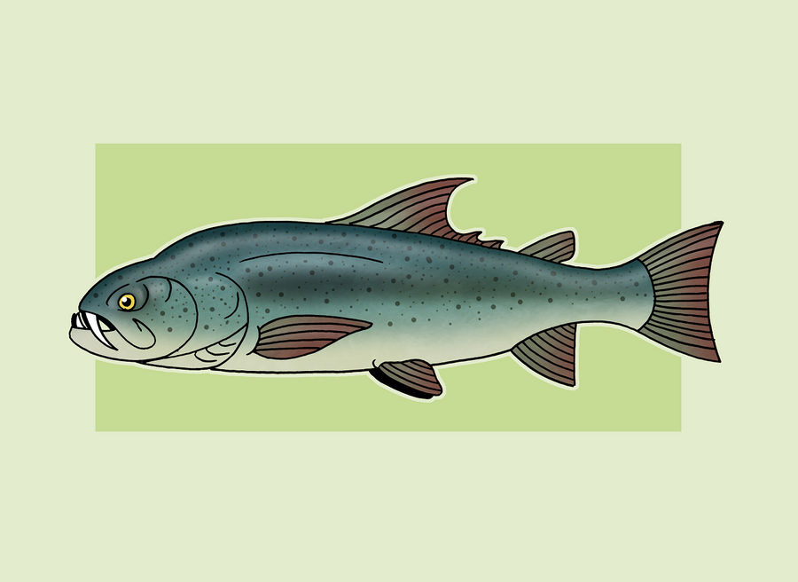 Saber Trout by McSlackerton on DeviantArt