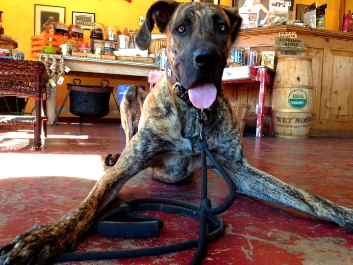 Augie by Crosby2 on DeviantArt