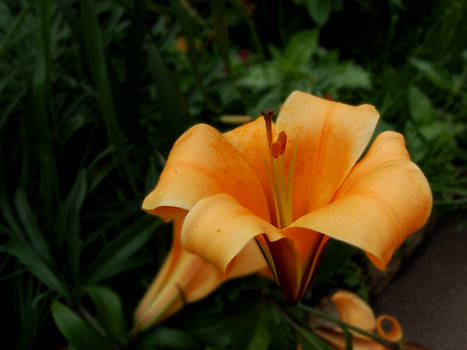 Orange Flower