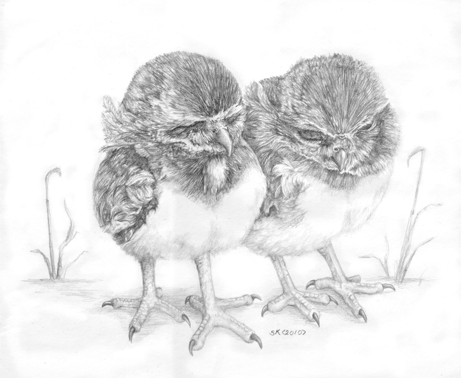 Burrowing Owl Chicks