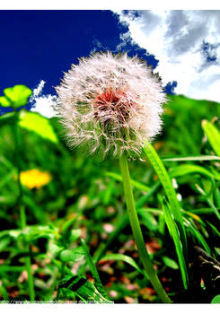 dandelion