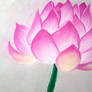 Lotus flower in Pastel