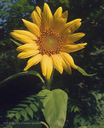 Anna Garden Sunflower