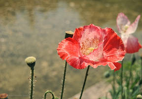 Anna Garden Shirley Poppy