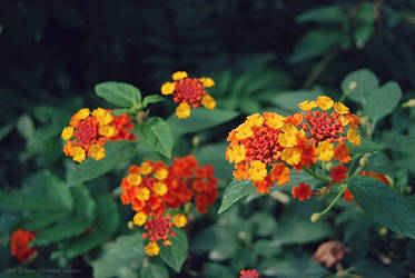 Anna Garden Lantana Camara Plant