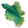 Betta Splendin - Green