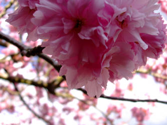 Cherry Blossom