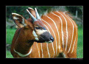 Bongo antilope 2 by grugster