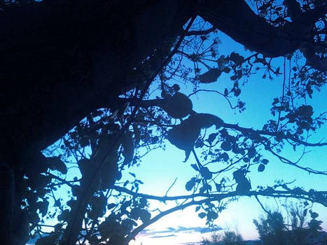 Sunset through the Branches